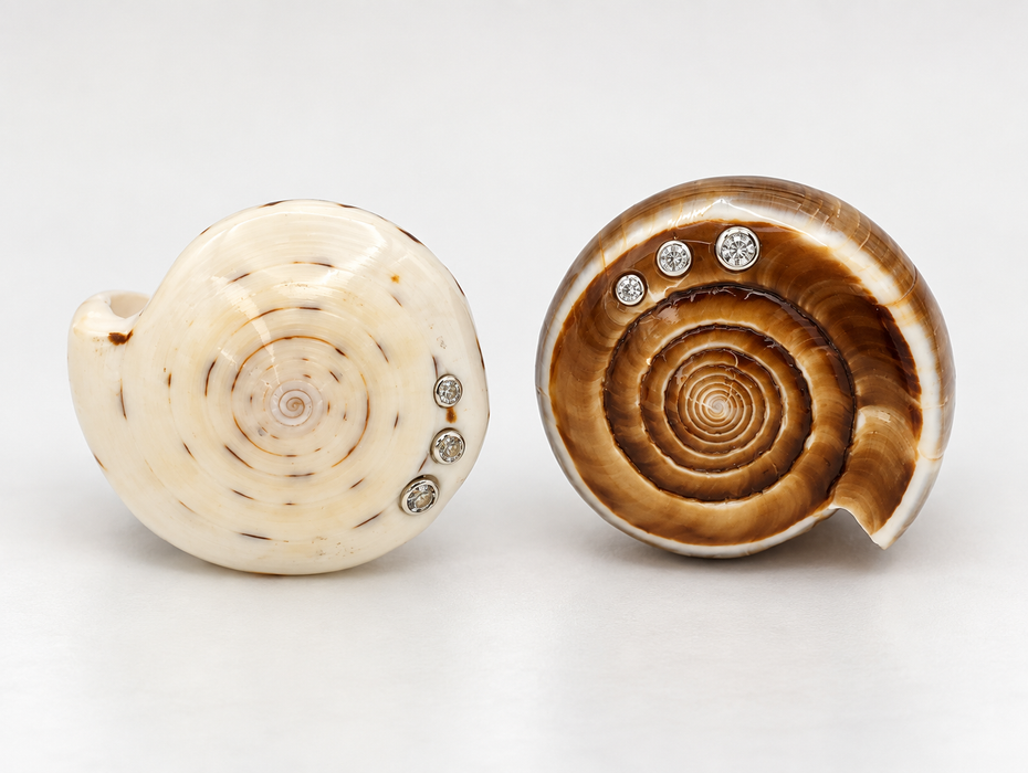 Shell Rings