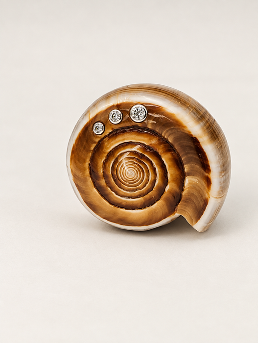 Shell Rings